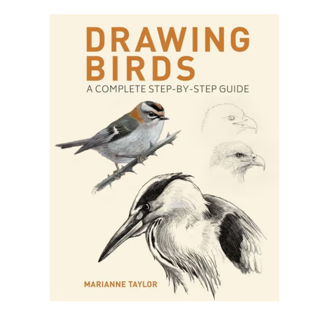 Drawing Birds | A Complete Step by Step Guide